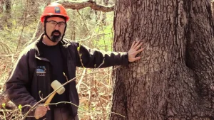Hazardous Tree Identification