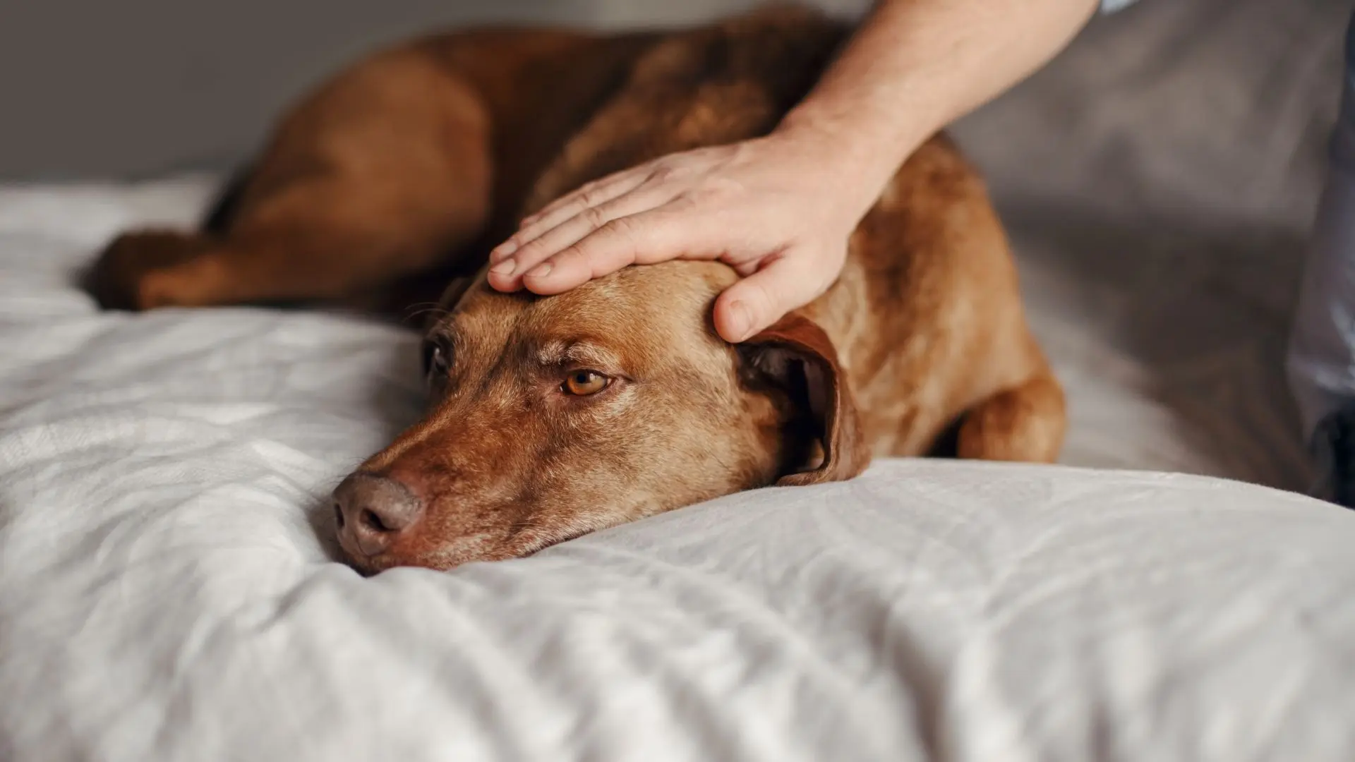 creating a peaceful pet farewell