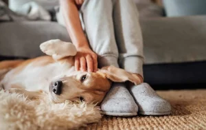 Compassionate pet end-of-life care