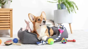 How to Personalize Dog Products